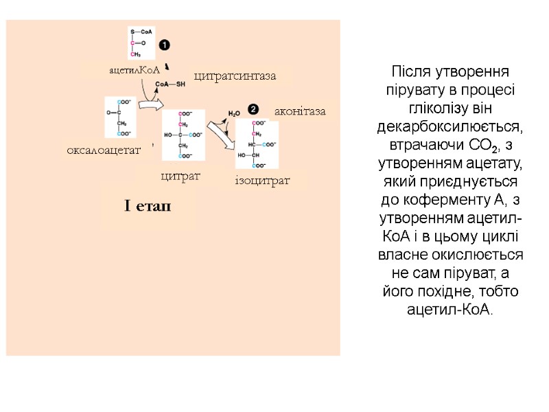 Пiсля утворення пiрувату в процесi глiколiзу вiн декарбоксилюється, втрачаючи СО2, з утворенням ацетату, який